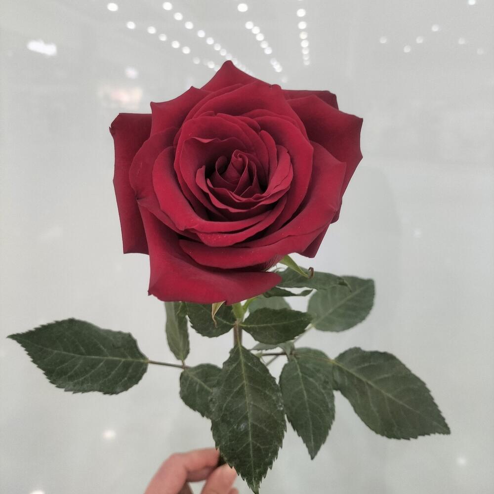 Роза красная