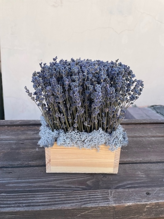 Лаванда в деревянном кашпо