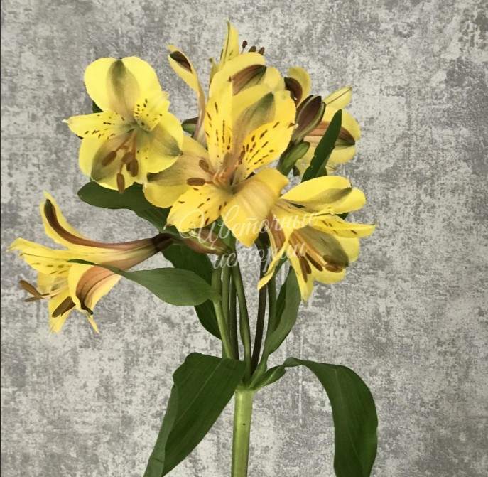 Альстромерия желтая