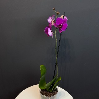 Орхидея "Фиолетовая"