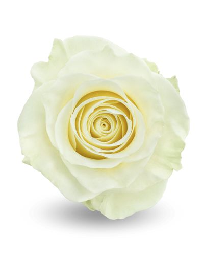 Роза «Мондиаль»