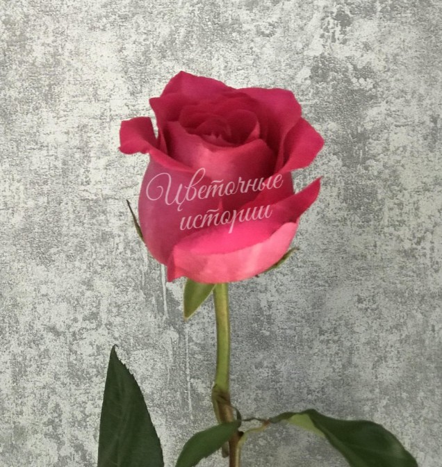 Роза ярко-розовая Эквадор 60 см
