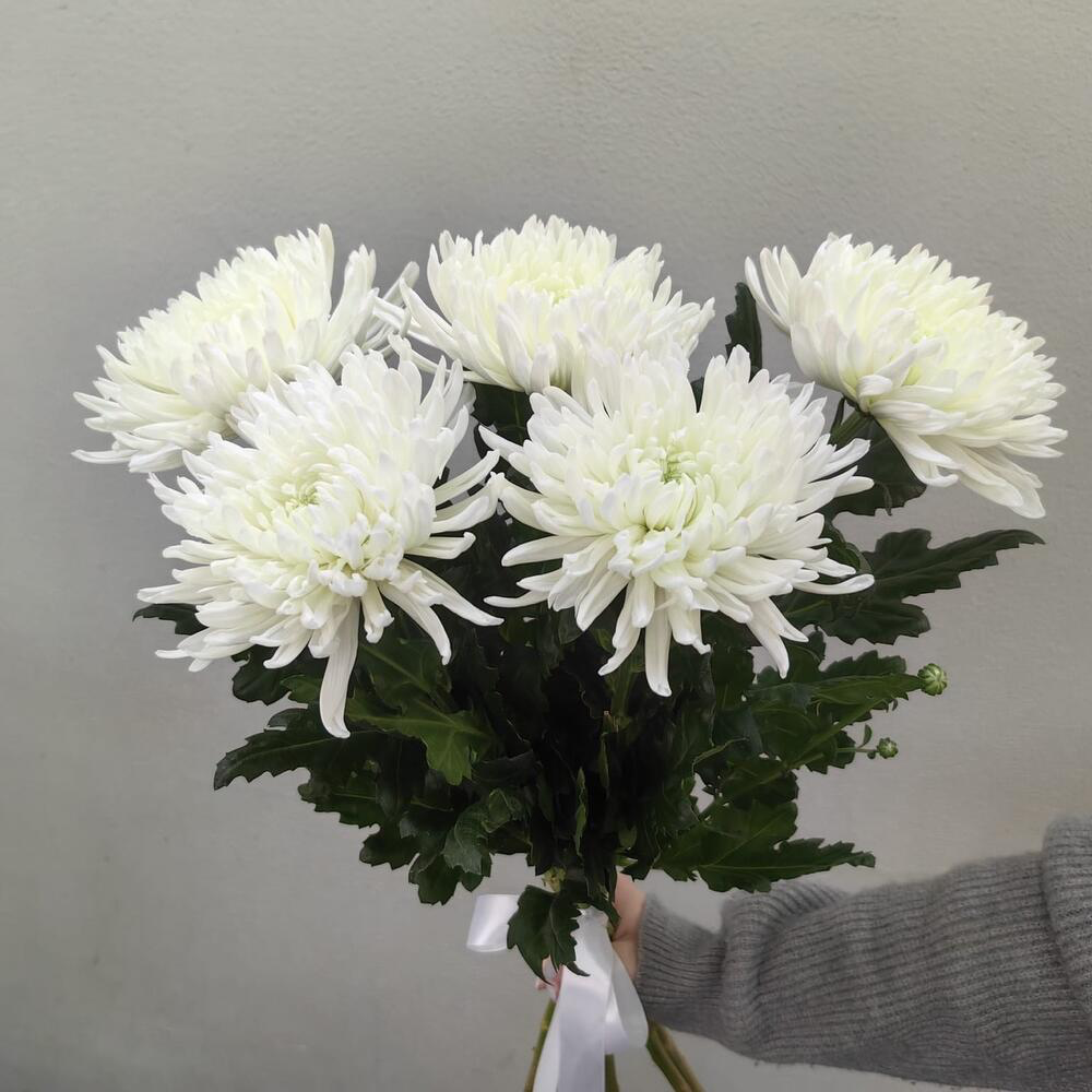 Букет из 5 белых хризантем (код 248)