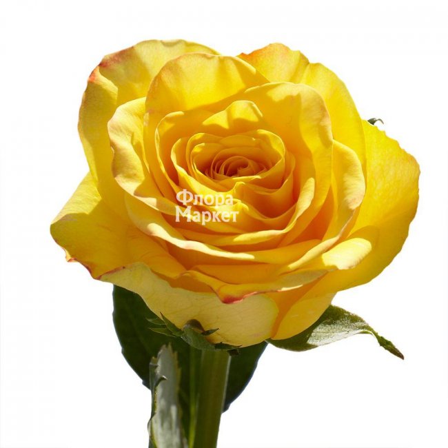 Желтая роза Yellow