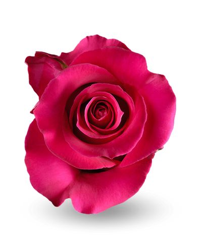 Роза «Готча»