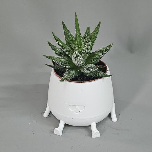 Хавортия в белом кашпо