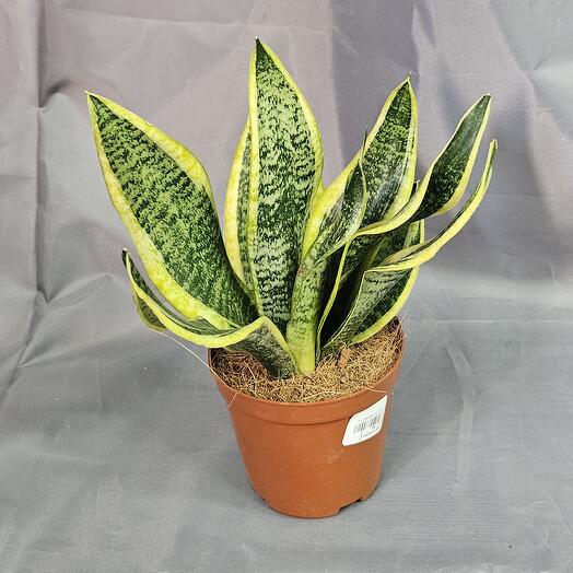 Сансивиерия