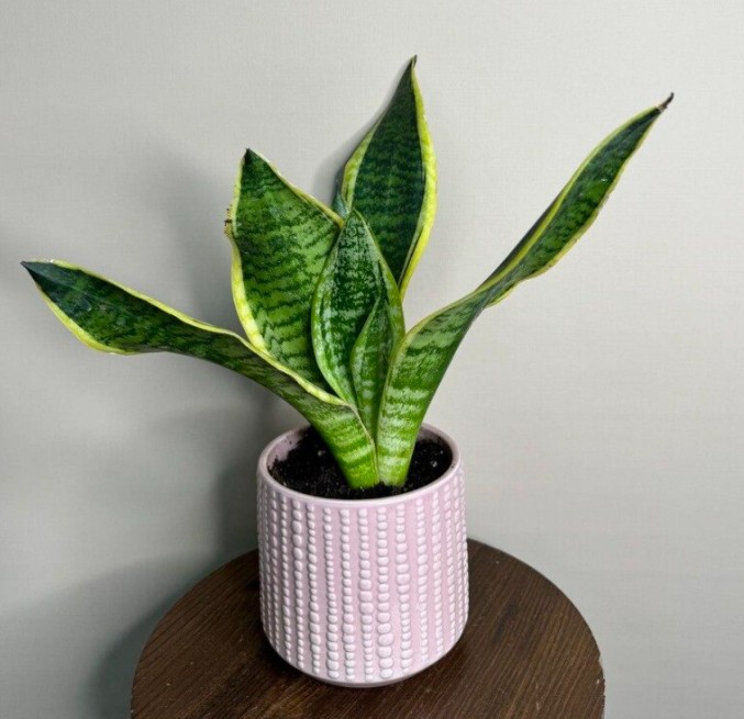 Сансиверия в керамическом кашпо