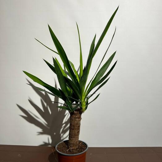 Комнатное растение Юкка