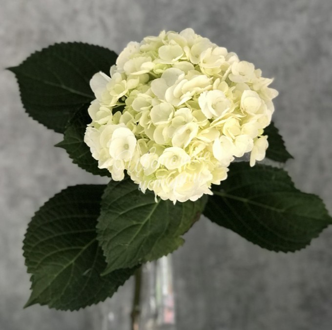 Гортензия белая