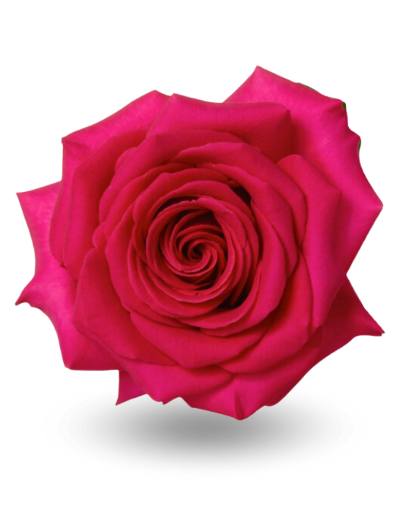 Роза «Пинк Флойд»