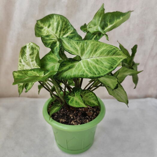 Комнатное растение Сингониум в горшке