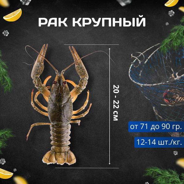 Рак L - живые крупный
