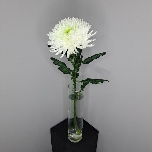 Хризантема Магнум