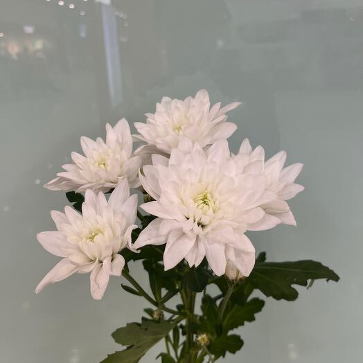 Хризантема кустовая