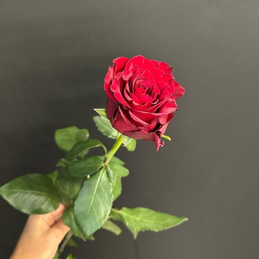 Роза премиум (70см) эксплорер