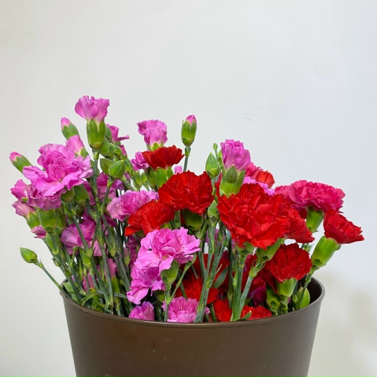 Гвоздика кустовая