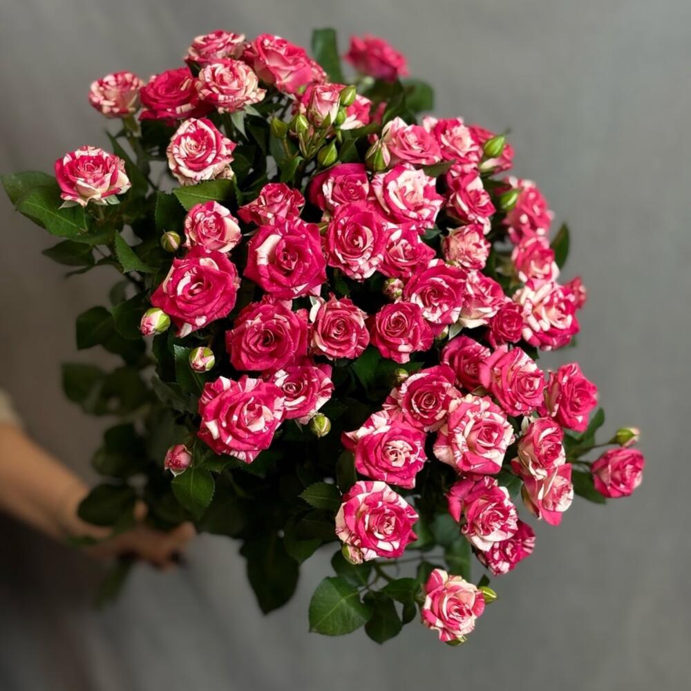 Роза кустовая премиум класса 5шт