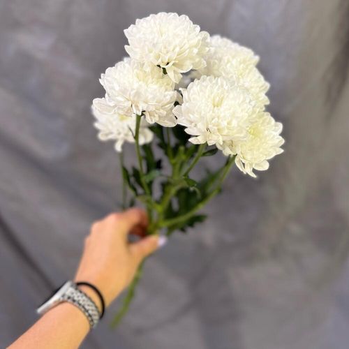 Хризантема кустовая сорт Алтай 