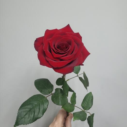 Роза бархатная