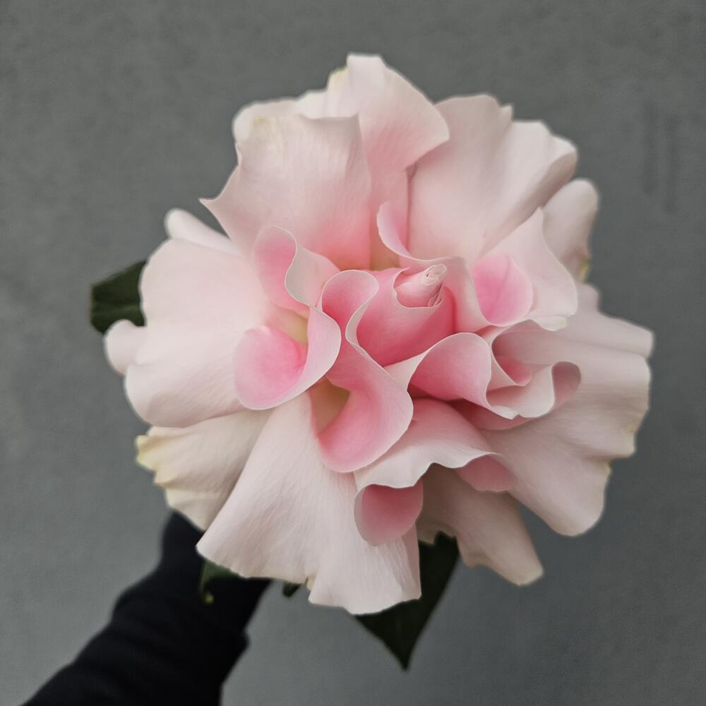 Нежно-розовая французская роза