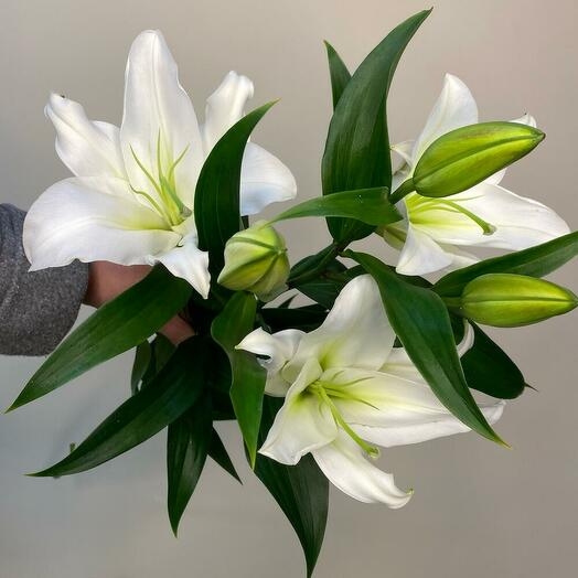 Лилия ориенталь