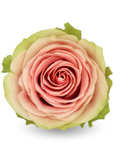 Роза «Фрутетто»