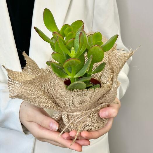 Денежное дерево Толстянка