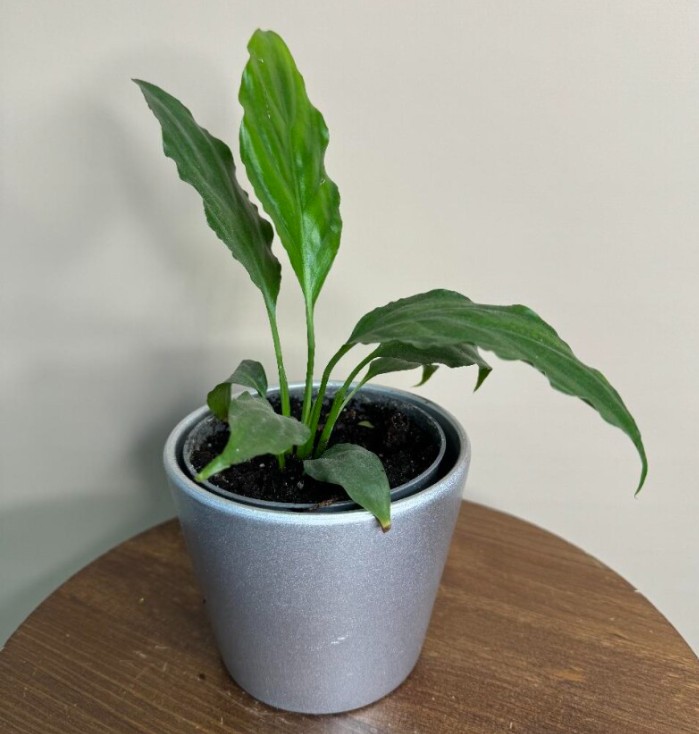 Спатифилум