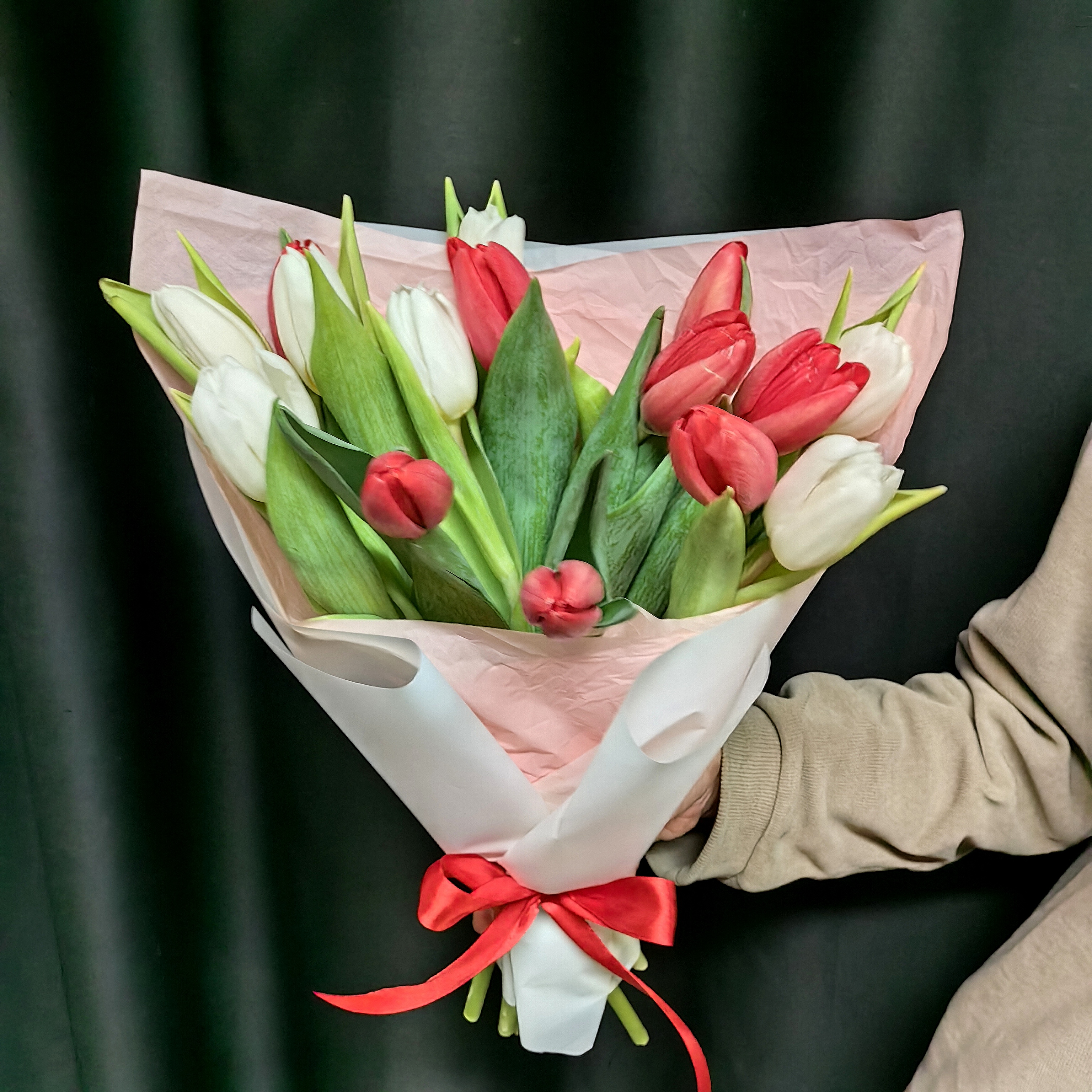 Букет из 15 красно-белых тюльпанов (код 457)