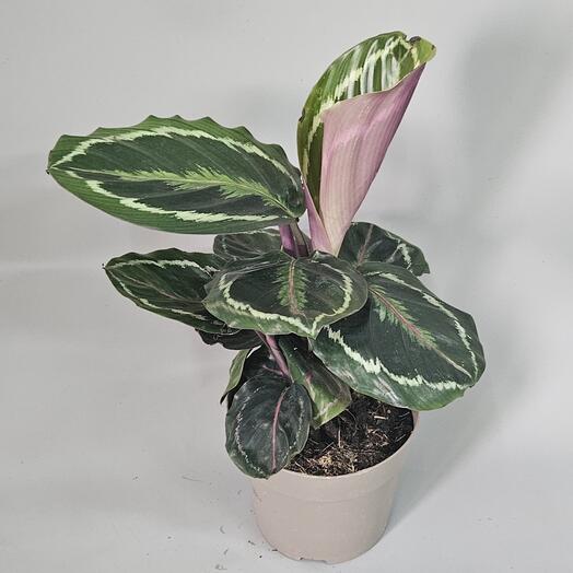 Калатея розеопикта