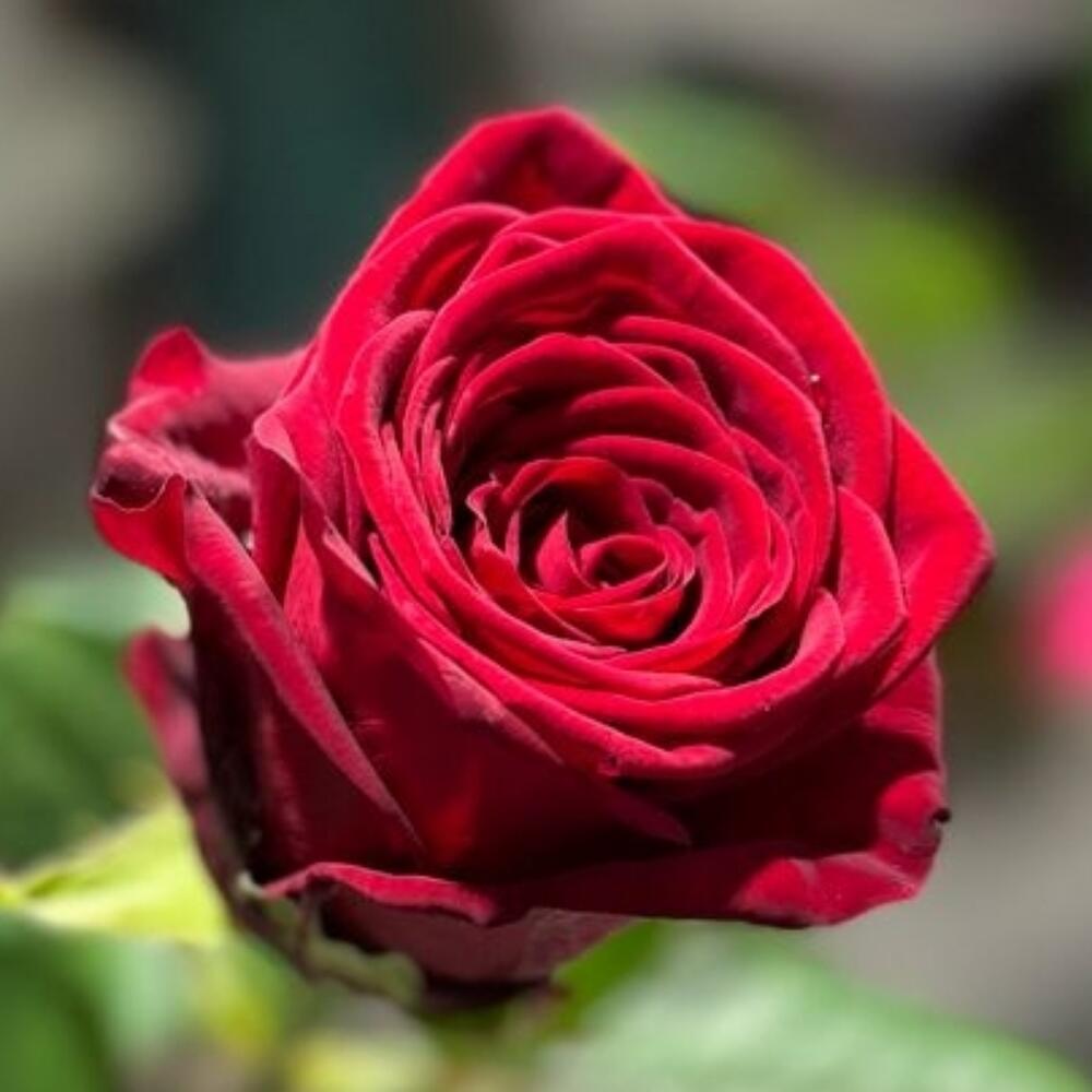 Рлза красная 60см