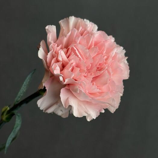 Гвоздика розовая