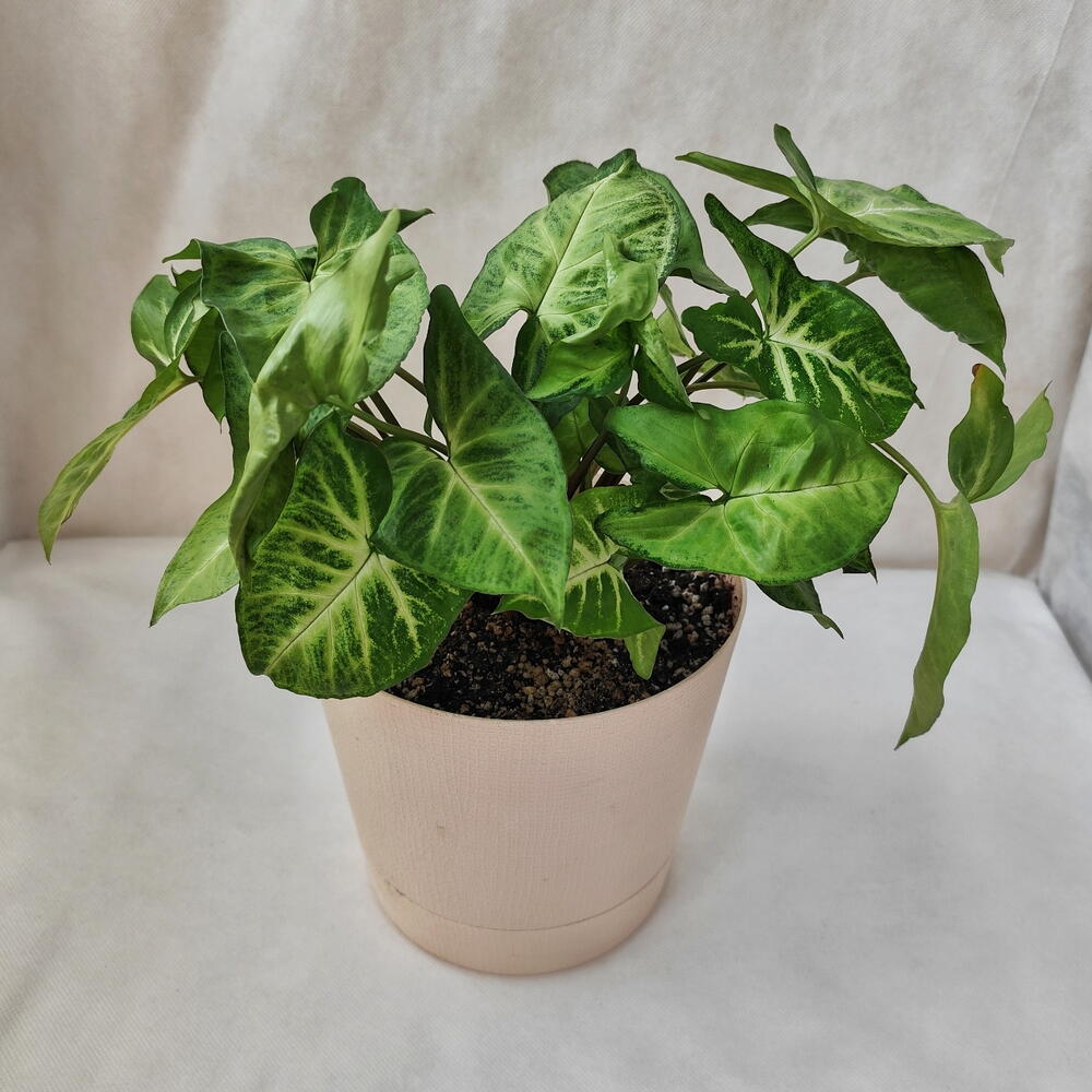 Комнатное растение Сингониум в пластиковом горшке