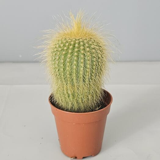 Кактус маленький