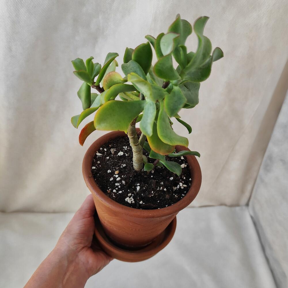 Комнатное растение Денежное дерево в керамическом горшке, арт009