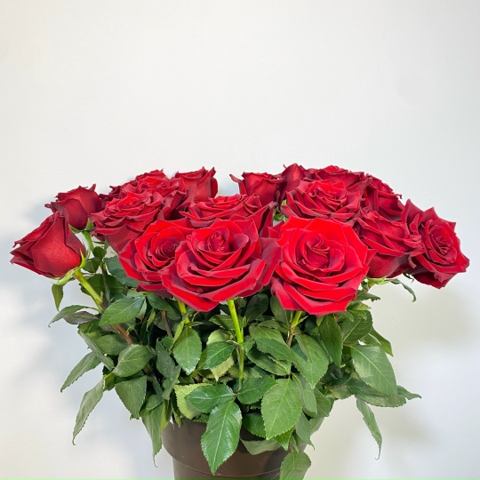 Роза Эксплорер