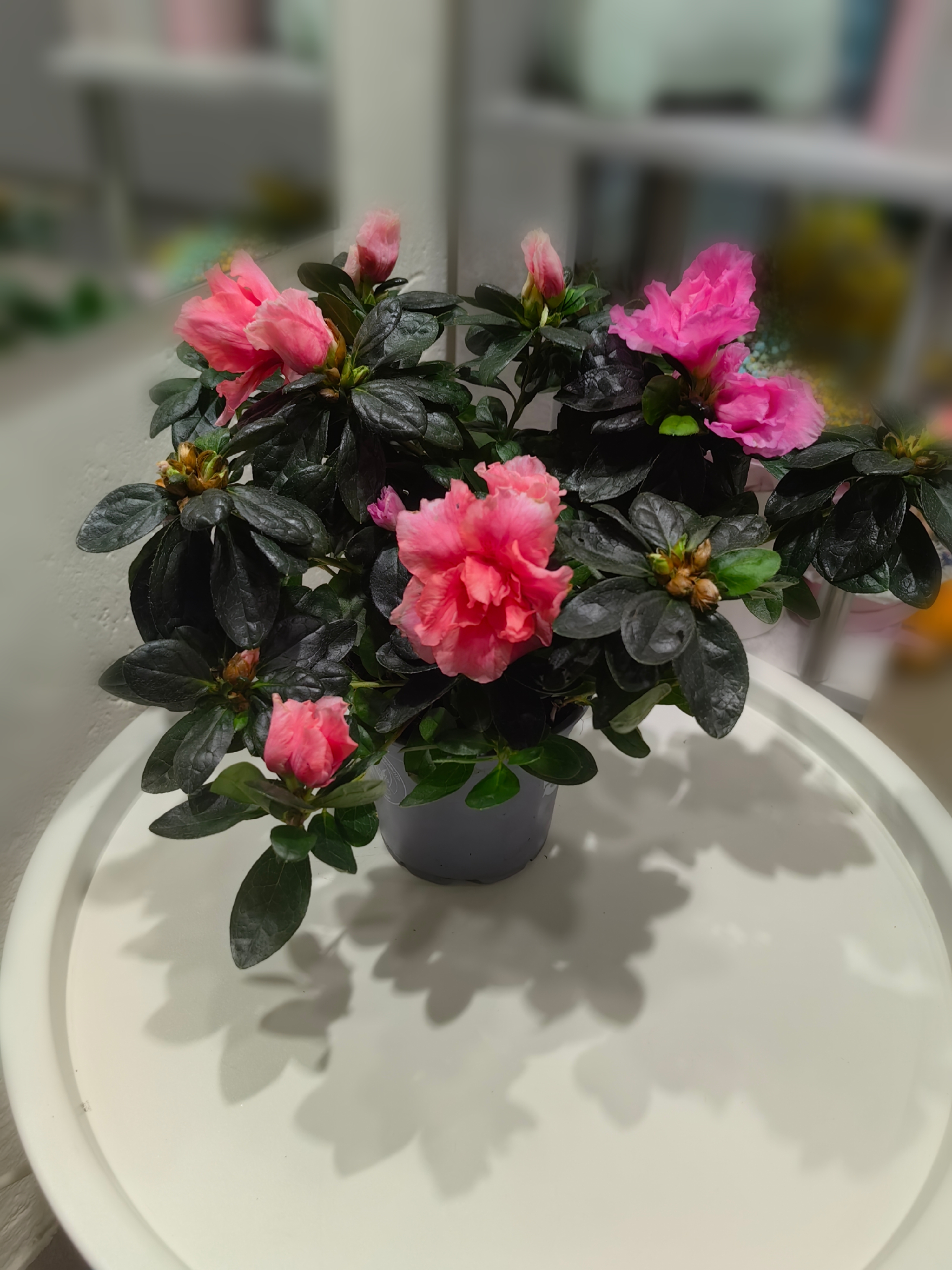 Азалия розовая