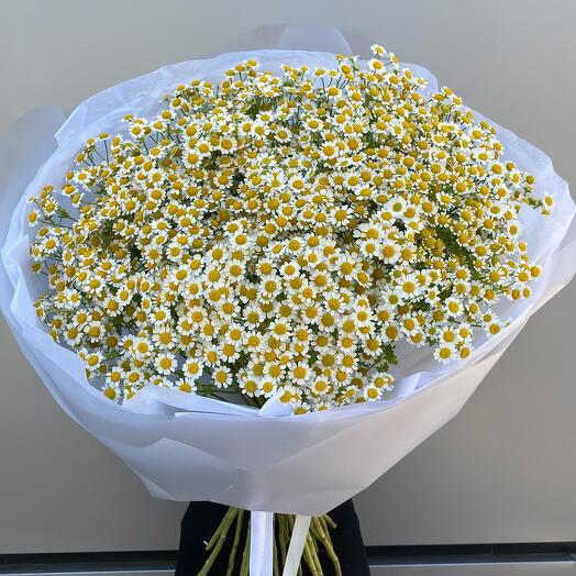 Танацетум ромашки полевые ароматные 