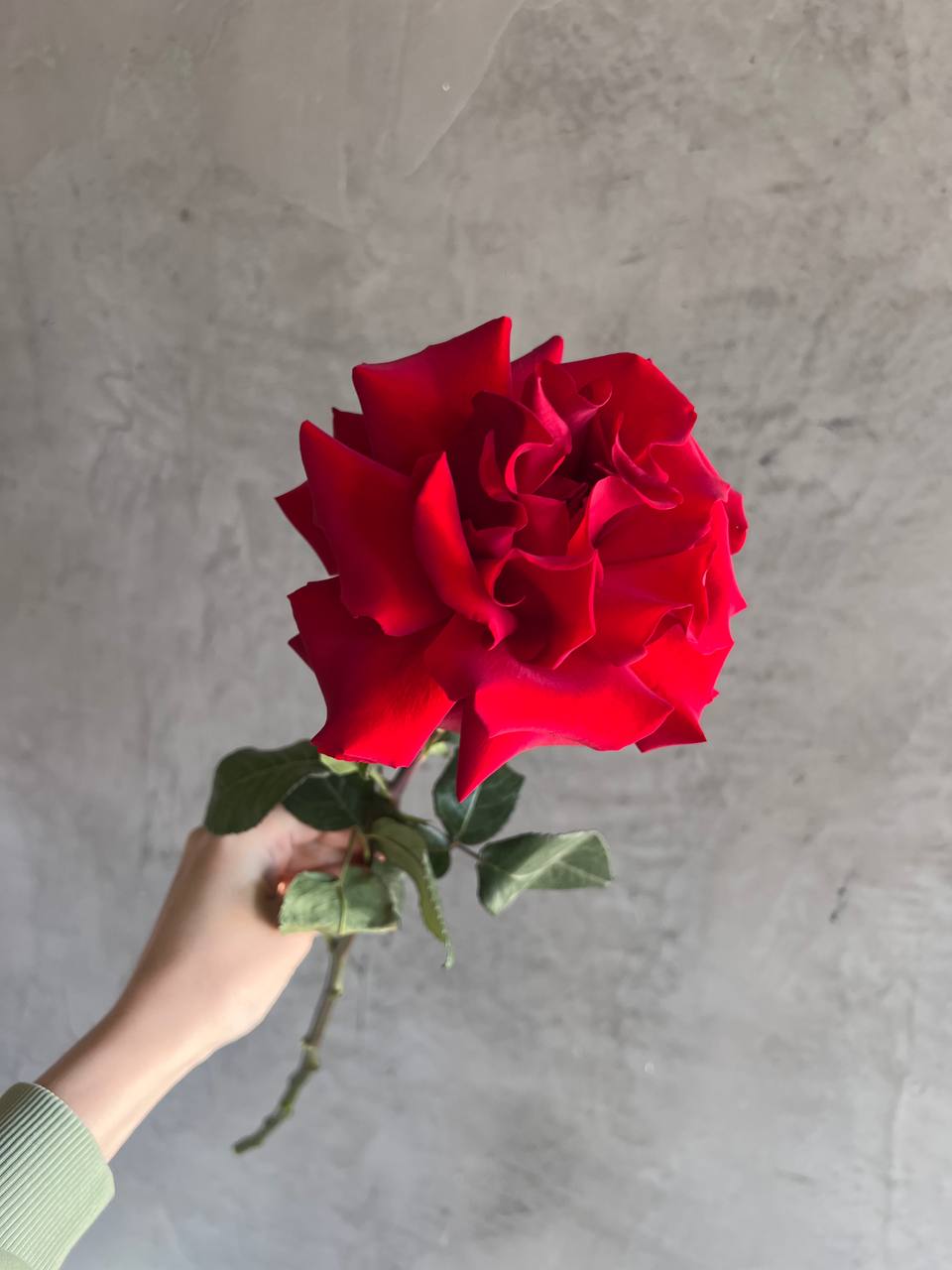 Французская роза «Explorer» 1шт