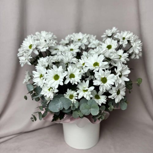 5 кустовых хризантем с эвкал в коробке