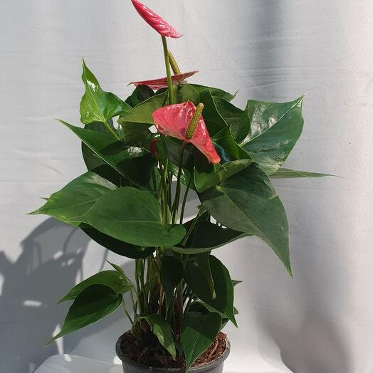 Растение в горшке Антуриум