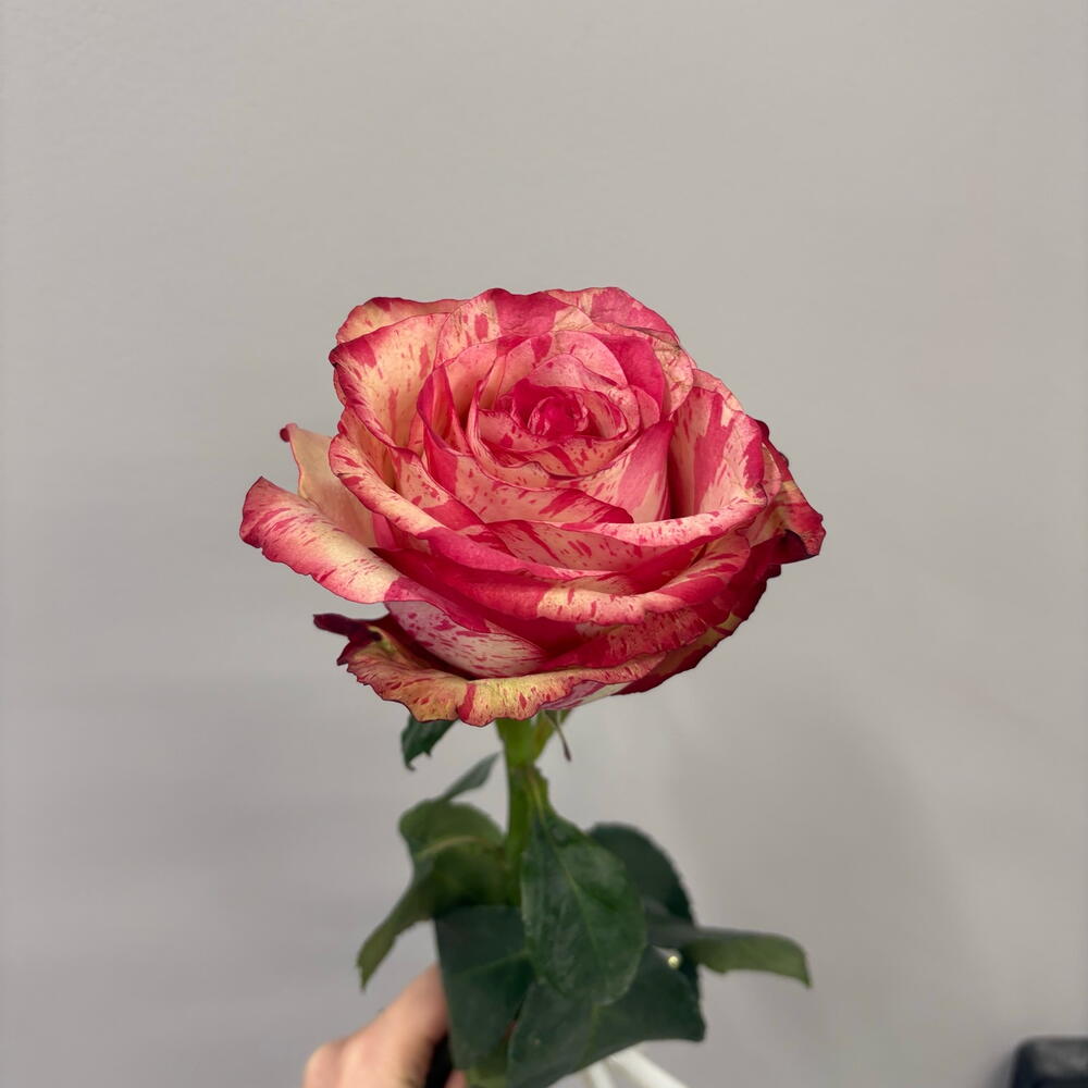 Роза Мэджик 60 см