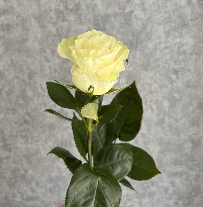 Роза белая Эквадор 60 см