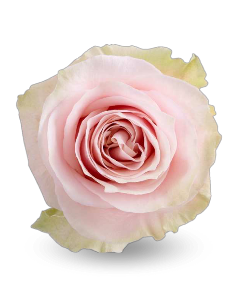 Роза «Пинк мондиаль»