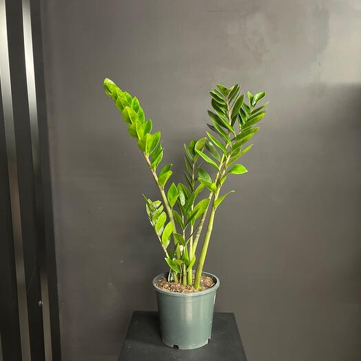 Замиакулкас