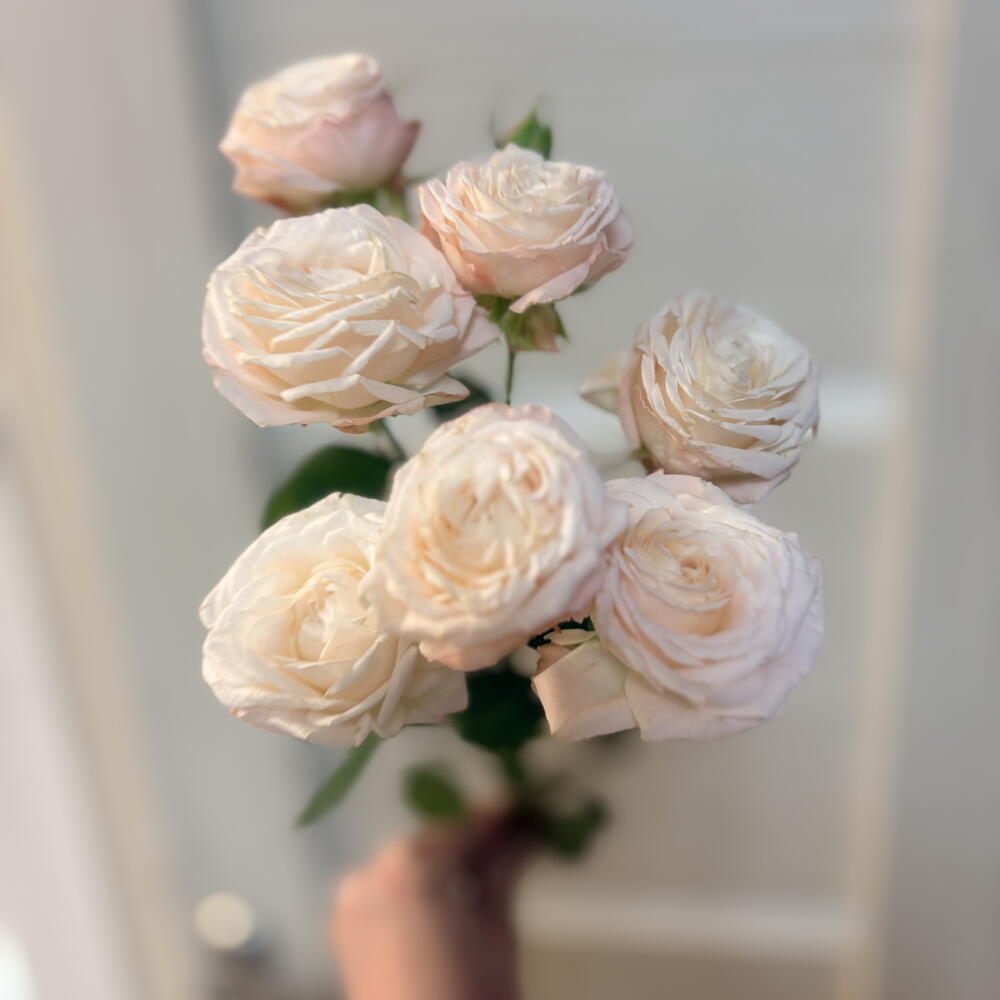 Кустовая пионовидная Роза