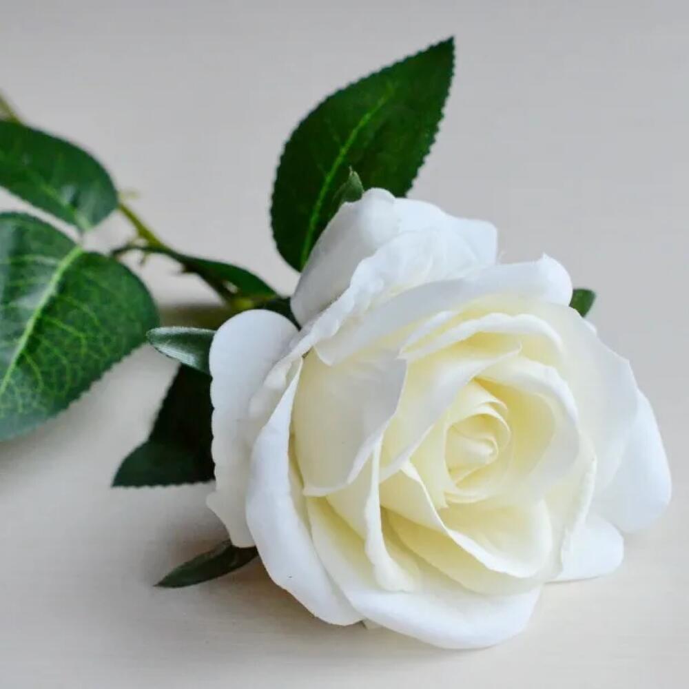 Роза белая Эквадор