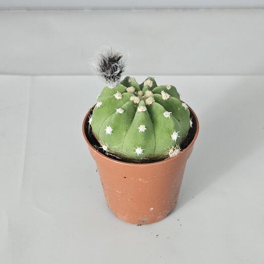 Кактус эхинопсис