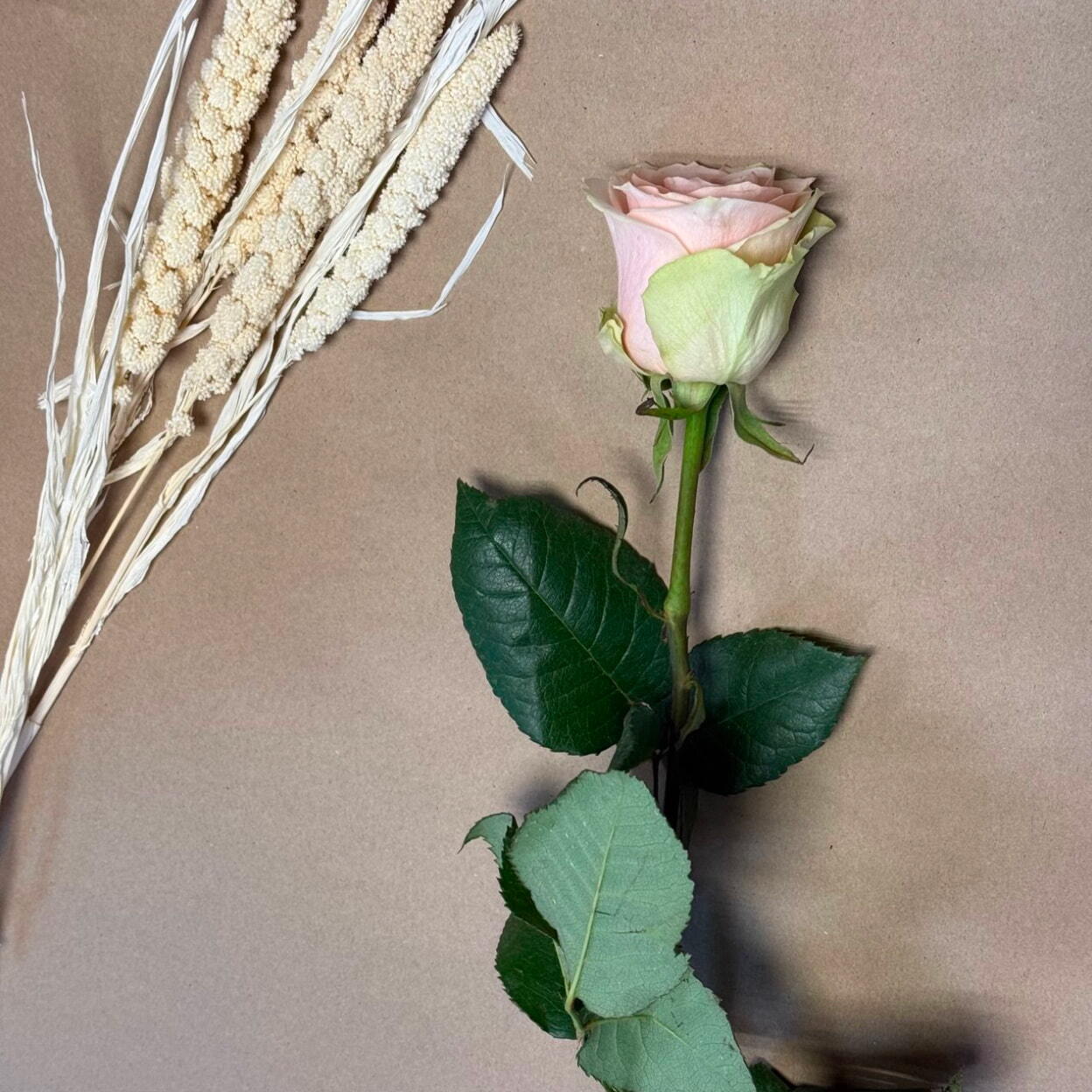 Роза фрутетто (Эквадор)